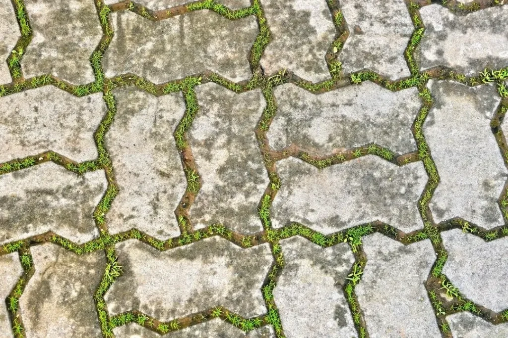 pavers with grass growing in between